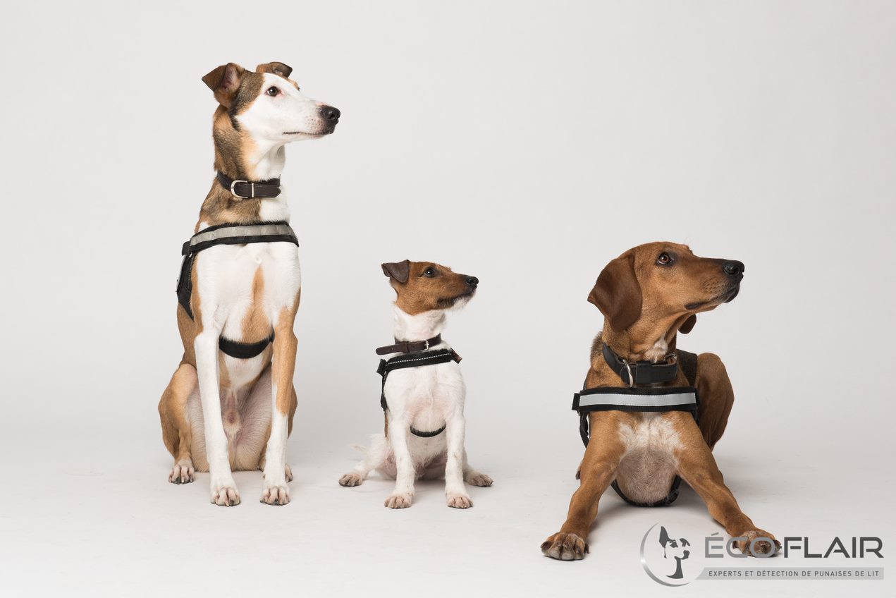 "Dogs have sensitive noses, making them the ideal bed bug detection tool."